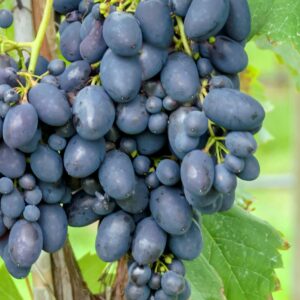 Tafelwein: Weintraube 'Kodrianka'