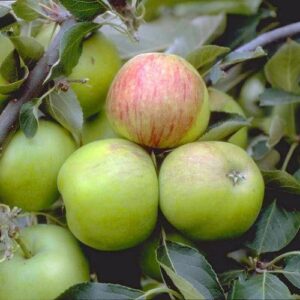 Herbstapfel: Apfel James Grieve