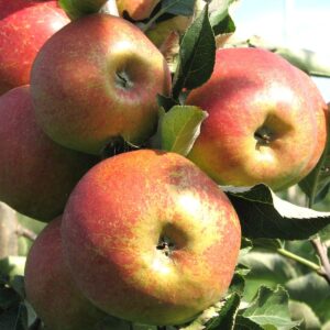 Winter- Lagerapfel: Apfel Jonagold