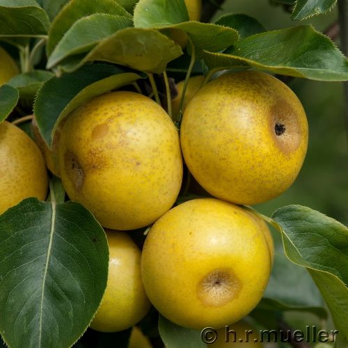 Wildbirne: Synonym