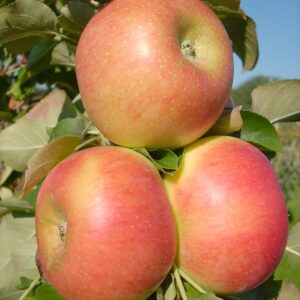 Säulenapfel: Säulenapfel 'Rhapsodie'  -R-