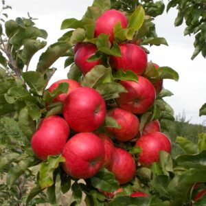 Säulenapfel: Säulenapfel 'Sonate'  -S-