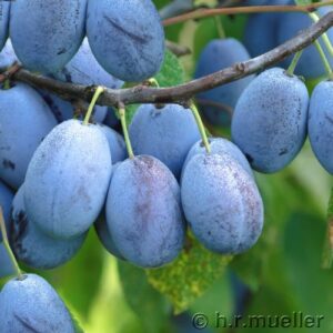 Zwetsche: Zwetsche 'Haroma'  -S-