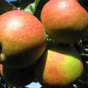 Winter- Lagerapfel: Apfel Pilot