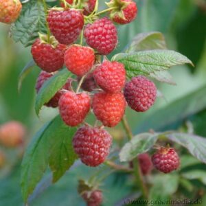 Himbeere 'Autumn Bliss'®