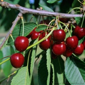 spätreife Süßkirsche: Süßkirsche