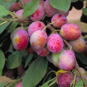 Zwetsche: Pflaume