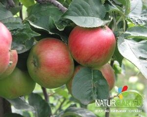 Winter- Lagerapfel: Apfel Kaiser Wilhelm