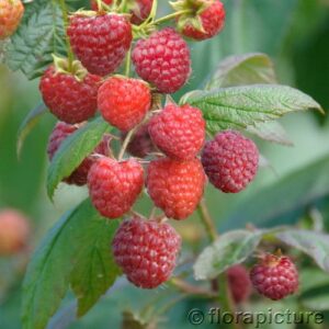 Himbeere: Himbeere 'Aroma-Queen'  -S-
