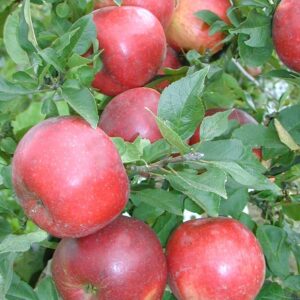 Säulenapfel: Säulenapfel 'Pidi'  -S-