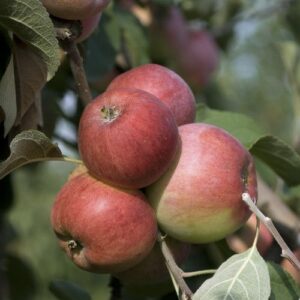 Winter- Lagerapfel: Apfel 'Carola'