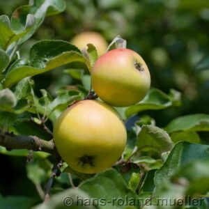 Sommerapfel: Apfel Helios