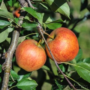 Apfel 'Rubinette'®