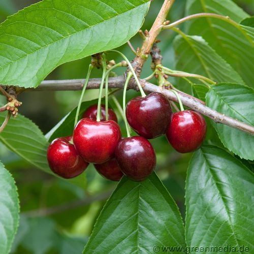 spätreife Süßkirsche: Süßkirsche