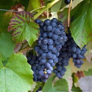 Tafelwein: Tafeltraube 'Venus'