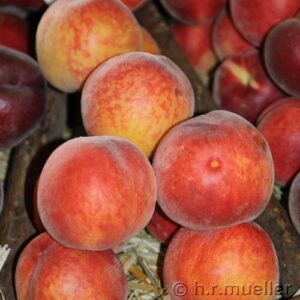 Pfirsich: Pfirsich 'Harrow Beauty'