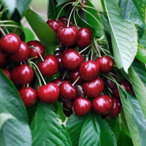 mittlelreife Süßkirsche: Süßkirsche