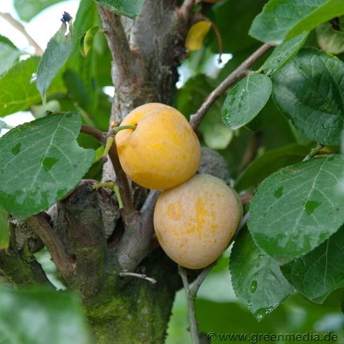 Reneclode: Reneklode