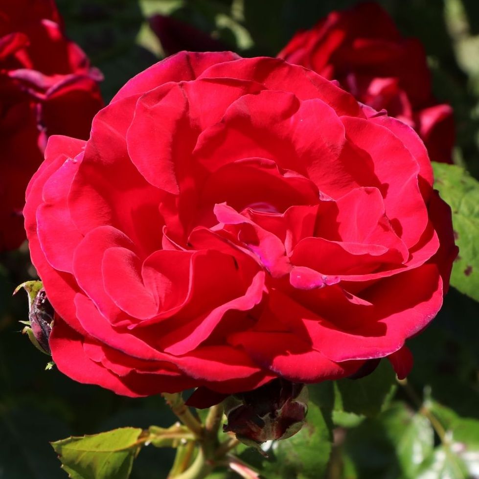 Strauchrose 'Grandhotel'® ADR-Rose