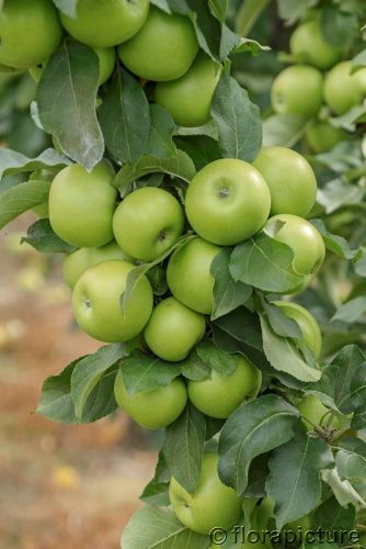 Säulenapfel: Säulenapfel 'Greencats' -R-
