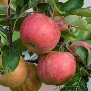 Winter- Lagerapfel: Apfel 'Karneval'  -S-