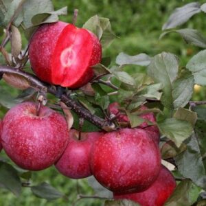 Rotfleischiger Apfel: Apfel 'Baya Marisa'   -R-