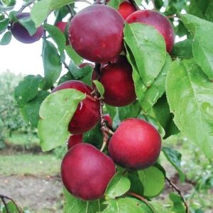 Pflaumen-Aprikosen-Mix: Aprikose 'Aprikyra'  -R-