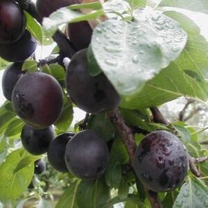 Pflaumen-Aprikosen-Mix: Aprikose 'Aprisali'  -R-