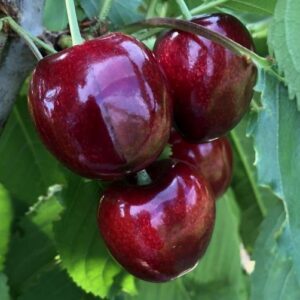 Zwergsüßkirsche: Süßkirsche 'Garden Bing' -R-