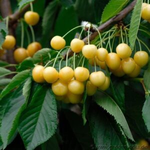 mittlelreife Süßkirsche: Süßkirsche