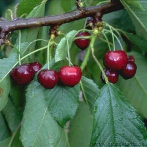 frühreife Süßkirsche: Süßkirsche