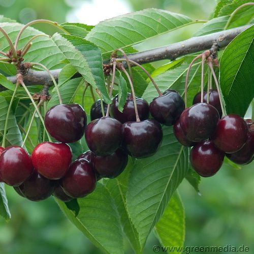 mittlelreife Süßkirsche: Süßkirsche