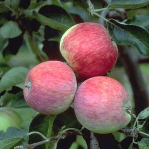 Sommerapfel: Apfel Piros