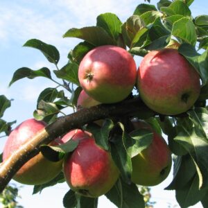 Winter- Lagerapfel: Apfel Rewena