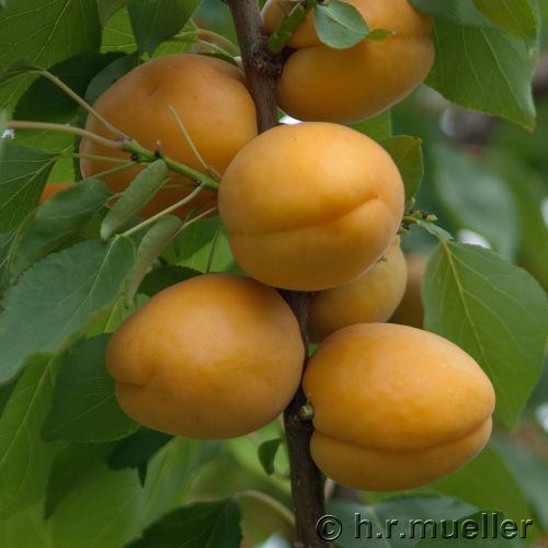 Aprikose: Aprikose 'Goldrich' -R-