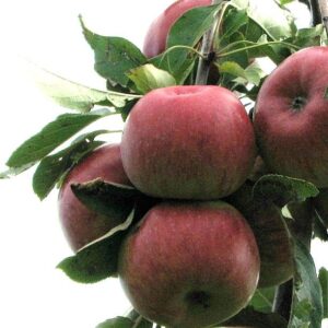 Winter- Lagerapfel: Apfel Topaz