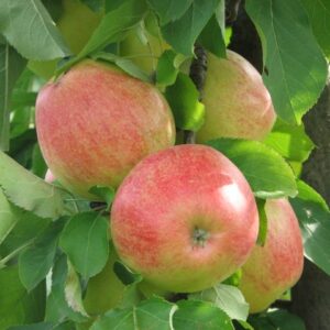 Herbstapfel: Apfel Pirol
