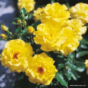 Beetrose 'Friesia'® ADR-Rose