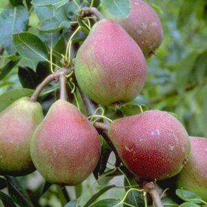 Herbstbirne: Birne