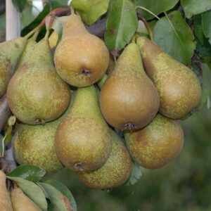 Herbstbirne: Birne