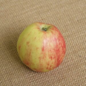 Apfel 'Gravensteiner'