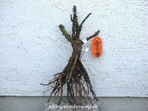 Pflanzfertig geschnittene Buschrose