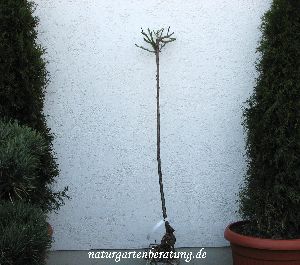 Geschnittene Hochstammrose