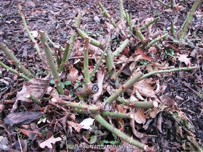 Rückschnitt einer Buschrose