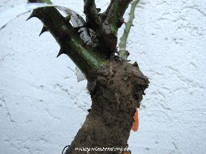 Veredelungsstelle einer Buschrose