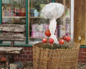 Winterschutz Hochstammrosen