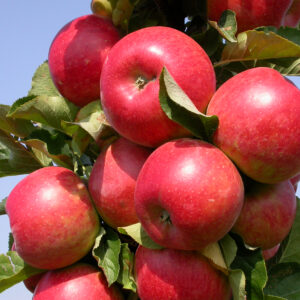 Säulenapfel 'Rondo'®