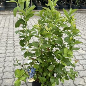 Heidelbeere 'Denise Blue'