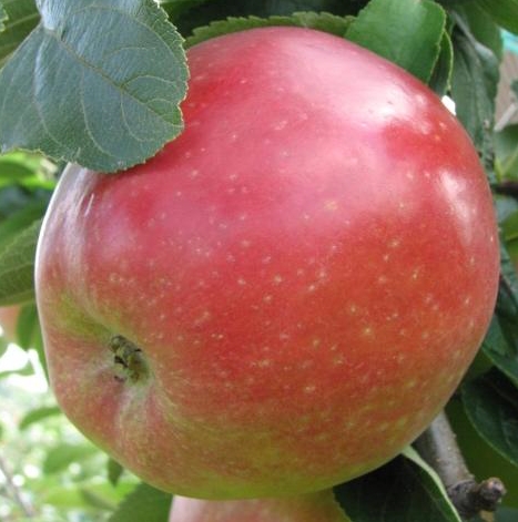 Säulenapfel 'Karli'® – Bild 2