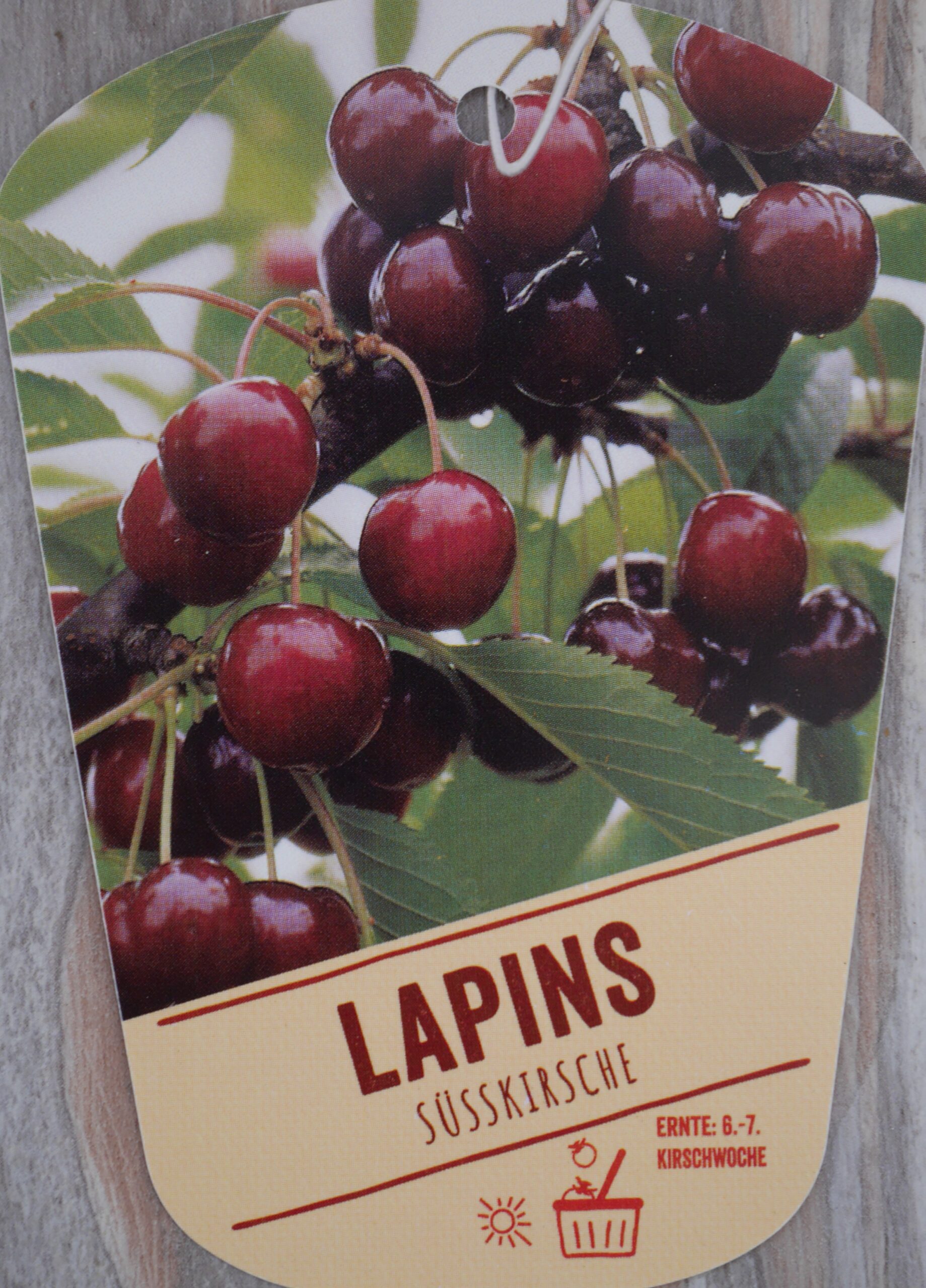 Süßkirsche 'Lapins' – Bild 4